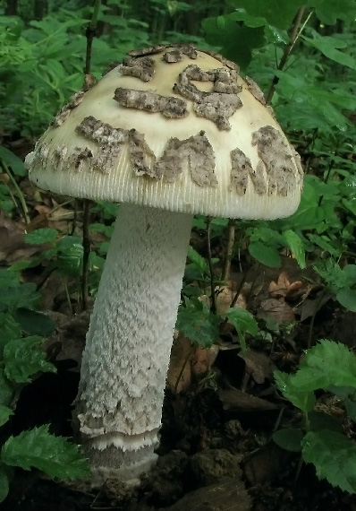 muchotrávka chrastavá Amanita ceciliae (Berk. & Broome) Bas