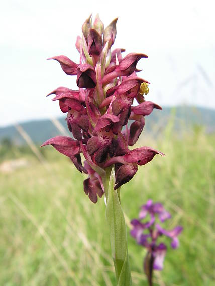 červenohlav  ploštičný Anacamptis coriophora (L.) R. M. Bateman, A. M. Pringeon & M. W. Chase