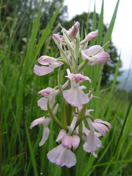 červenohlav močiarny Anacamptis palustris (Jack.) R. M. Bateman, A. M. Pringeon & M. W. Chase