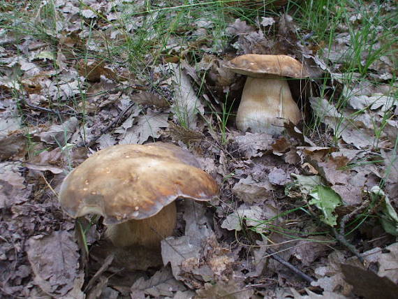 hríb bronzový Boletus aereus Bull. ex Fr.