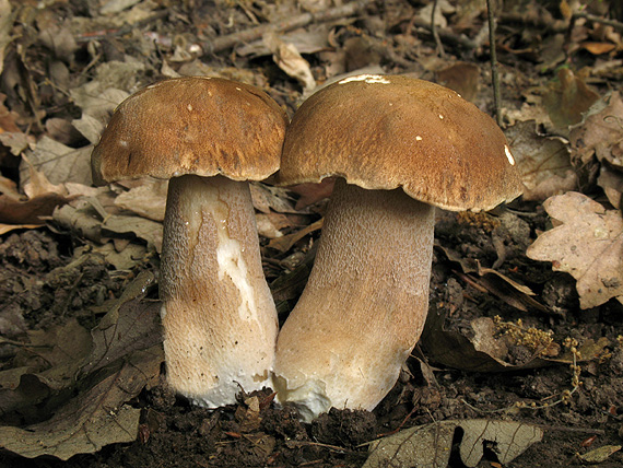 hríb dubový Boletus reticulatus Schaeff.