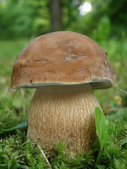 hríb dubový Boletus reticulatus Schaeff.