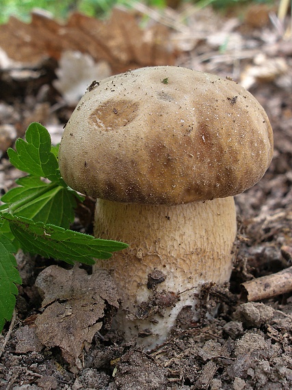 hríb dubový Boletus reticulatus Schaeff.