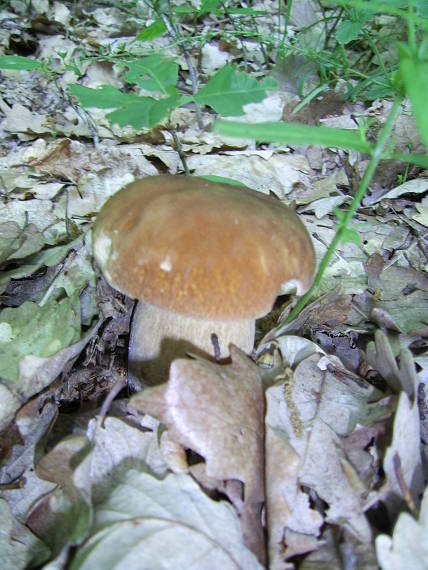 hríb dubový Boletus reticulatus Schaeff.