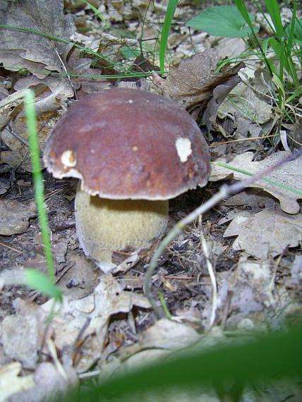 hríb dubový Boletus reticulatus Schaeff.