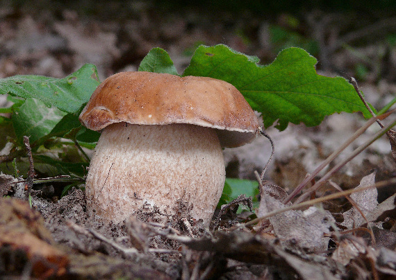 hríb dubový Boletus reticulatus Schaeff.