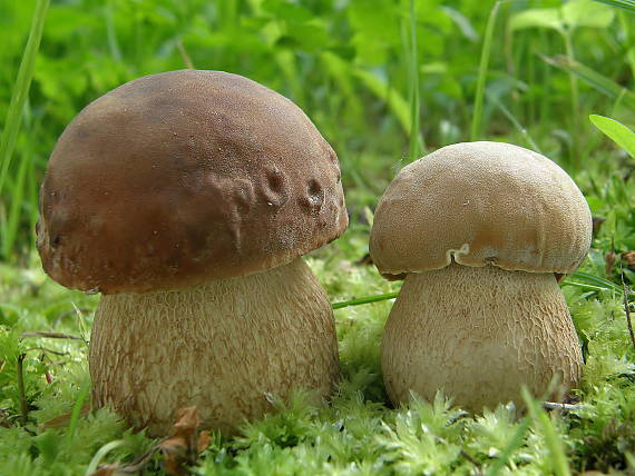 hríb dubový Boletus reticulatus Schaeff.