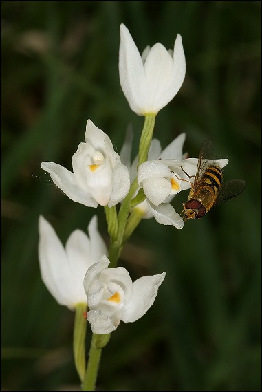 prilbovka dlholistá Cephalanthera longifolia (L.) Fritsch