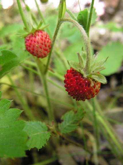 jahoda obyčajná Fragaria vesca L.