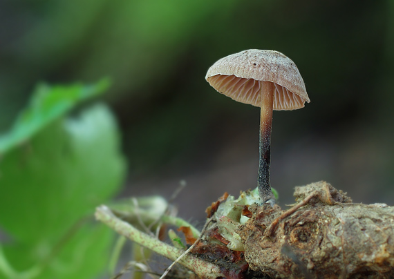 špička smradľavá Gymnopus foetidus (Sowerby) J.L. Mata & R.H. Petersen