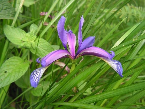 kosatec travolistý Iris graminea L.