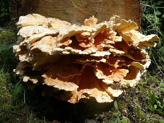 sírovec obyčajný Laetiporus sulphureus (Bull.) Murrill