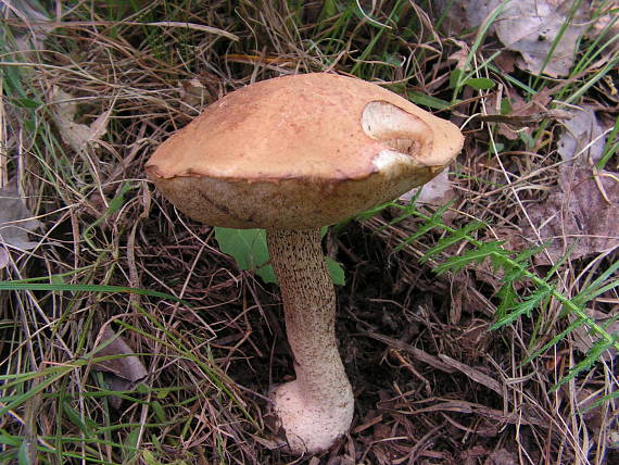 kozàk osikový Leccinum albostipitatum den Bakker & Noordel.