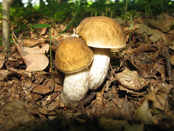 kozák hrabový Leccinum pseudoscabrum (Kallenb.) Šutara