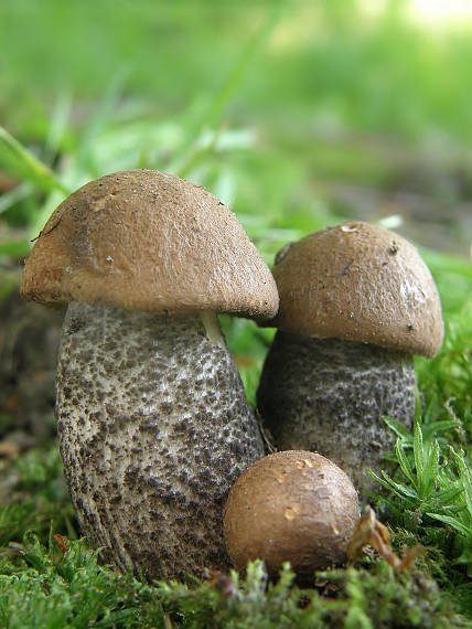 kozák brezový Leccinum scabrum (Bull.) Gray