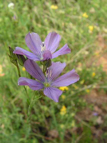 ľan Linum sp. L.