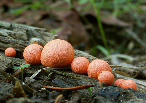 vlčinka červená Lycogala epidendrum (J.C. Buxb. ex L.) Fr.