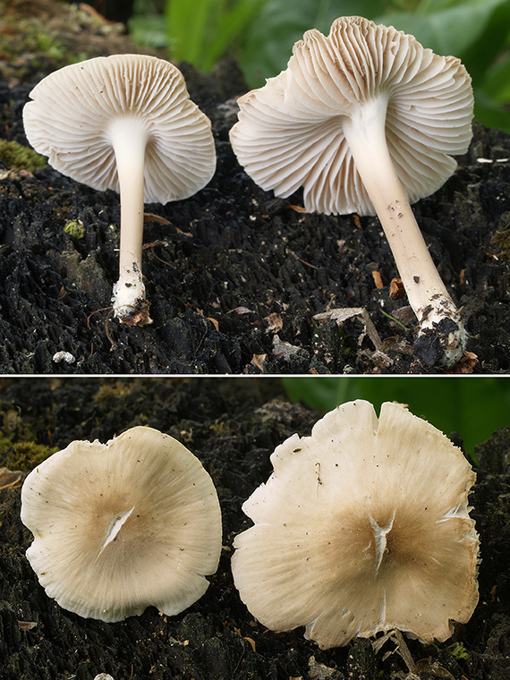 prilbička ružovolupeňová Mycena galericulata (Scop.) Gray