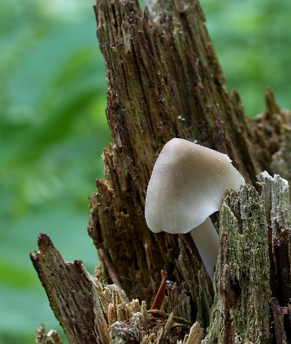 prilbička Mycena sp.