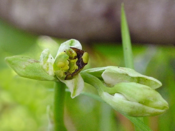 hmyzovník holubyho Ophrys Holubyana András.
