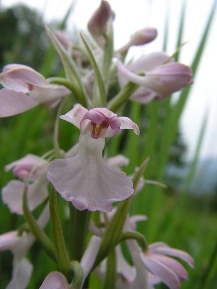 vstavač močiarny úhľadný Orchis palustris subsp. elegans (Jack.) R. M. Bateman, A. M. Pringeon & M. W. Chase