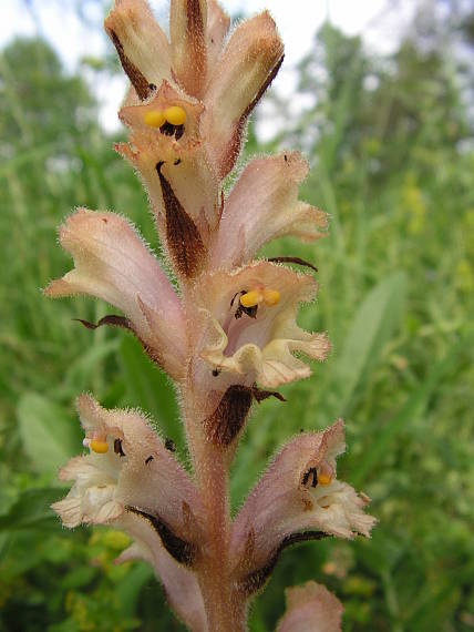 záraza obyčajná Orobanche caryophyllacea Sm.