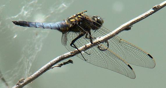 vážka rybničná Orthetrum cancellatum