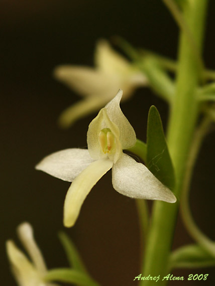 vemenník dvojlistý  Platanthera bifolia (L.) Rich.