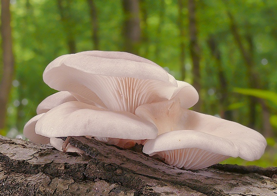 hliva buková Pleurotus pulmonarius  (Fr.) Quél.