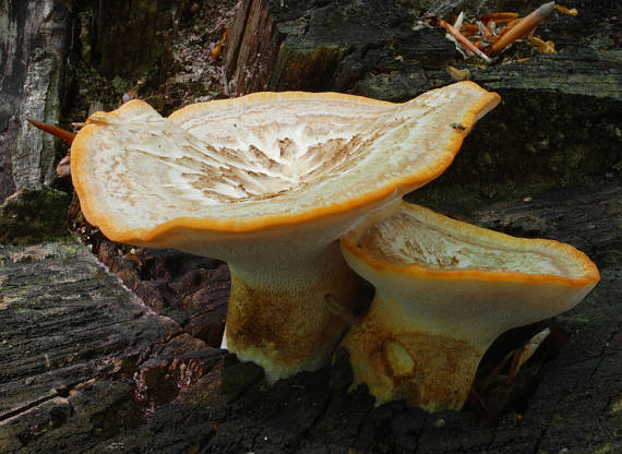 trúdnik ? Polyporus sp.