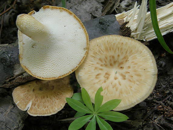 trúdnik hľuzovitý Polyporus tuberaster (Jacq. ex Pers.) Fr.