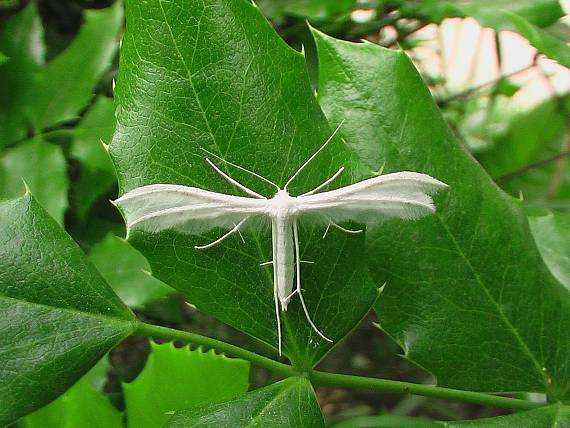 pierkavec povojový Pterophorus pentadactyla