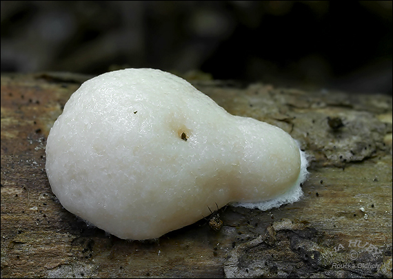 sieťnatka obyčajná Reticularia lycoperdon Bull.