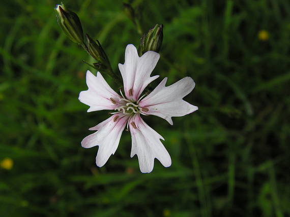 silenka Silene subintegra (L.) Clairv.