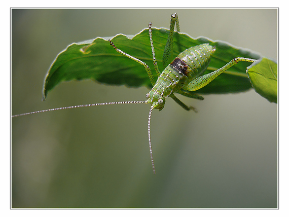 kobylka zelená? Tettigonia viridissima