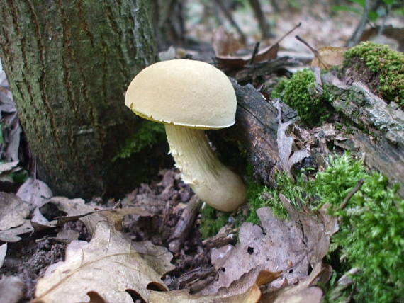 suchohríb plstnatý Xerocomus subtomentosus L.