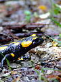  	Salamandra škvrnitá