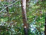 očný klam-odraz lesa na hladine vody