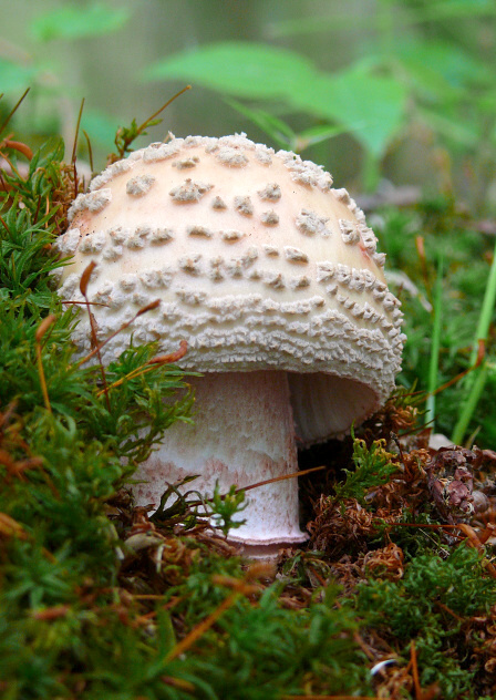 muchotrávka červenkastá Amanita rubescens Pers.