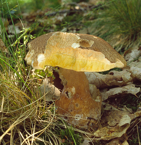 hríb bronzový Boletus aereus Bull. ex Fr.