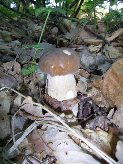 hríb dubový Boletus reticulatus Schaeff.