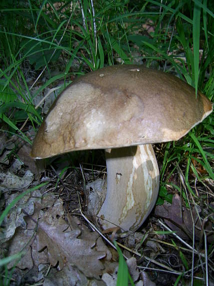 hríb dubový Boletus reticulatus Schaeff.