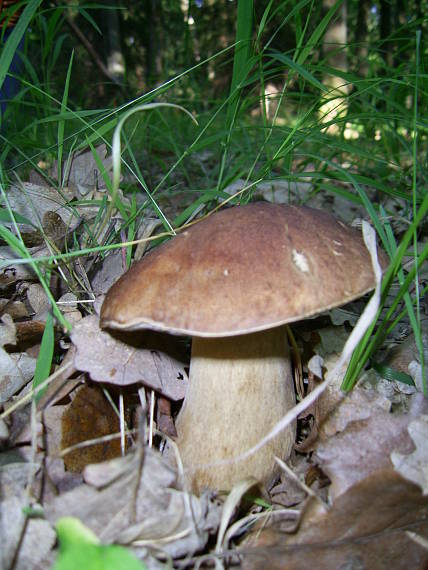 hríb dubový Boletus reticulatus Schaeff.