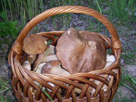 hríb dubový Boletus reticulatus Schaeff.