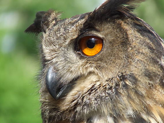 výr skalný Bubo bubo