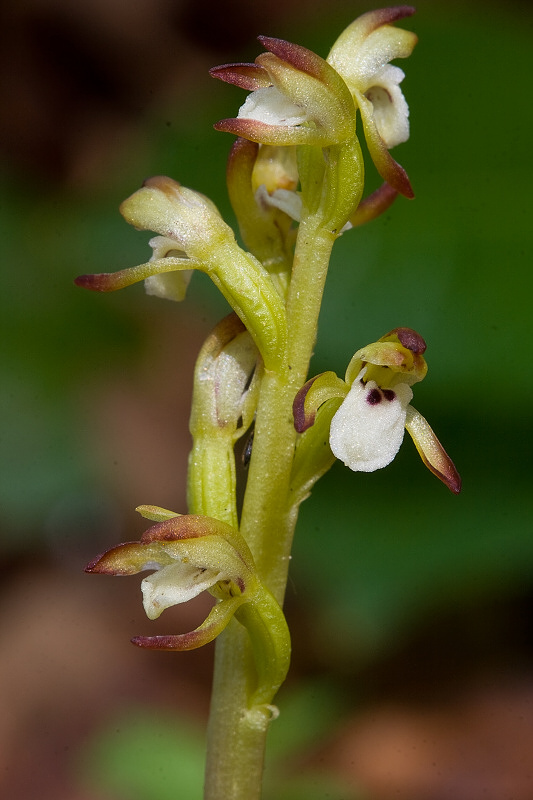 koralica lesná Corallorhiza trifida Châtel.