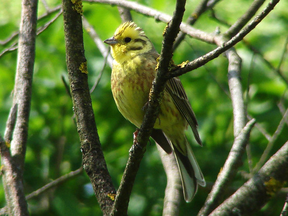 strnádka žltá Emberiza citrinella