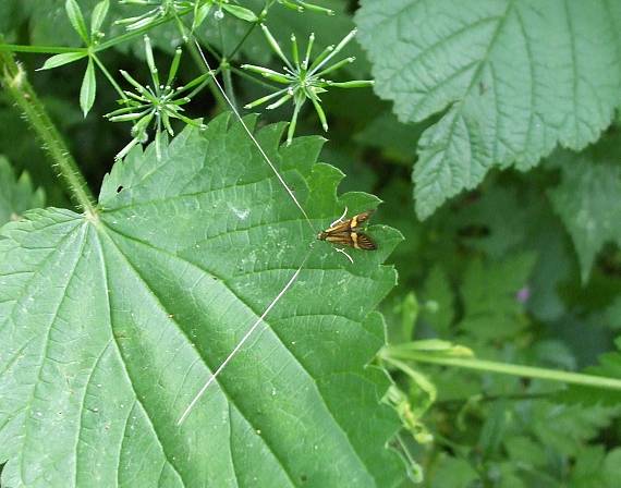 adéla de geerova Nemophora degeerella L.