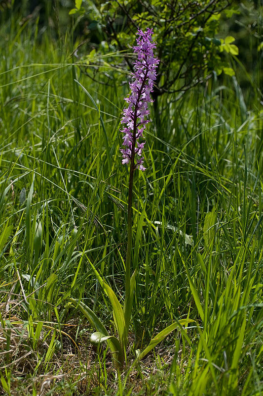 vstavač mužský poznačený Orchis mascula subsp. signifera (Vest) Soó