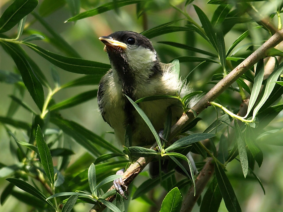 mláďa sýkorky bielolícej Parus major